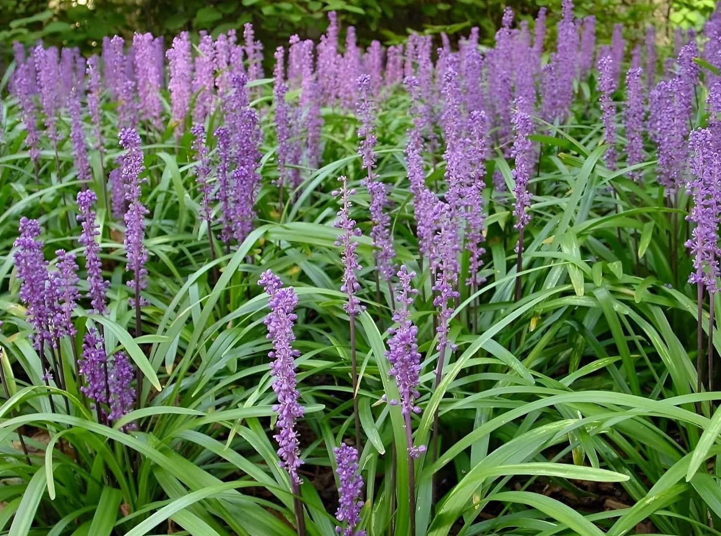 Liriope muscari 'Big Blue' / Lilientraube - Stauden Gaenge