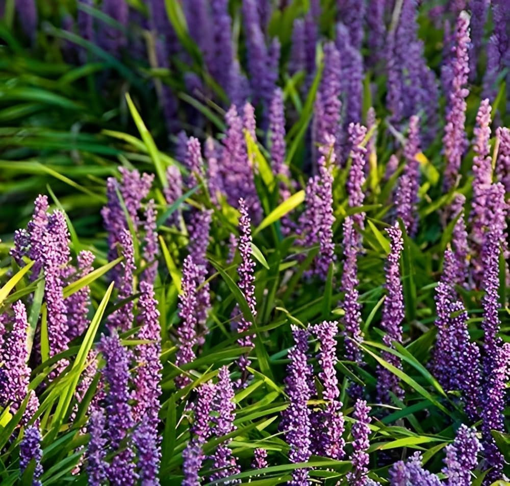 Liriope muscari 'Big Blue' / Lilientraube - Stauden Gaenge