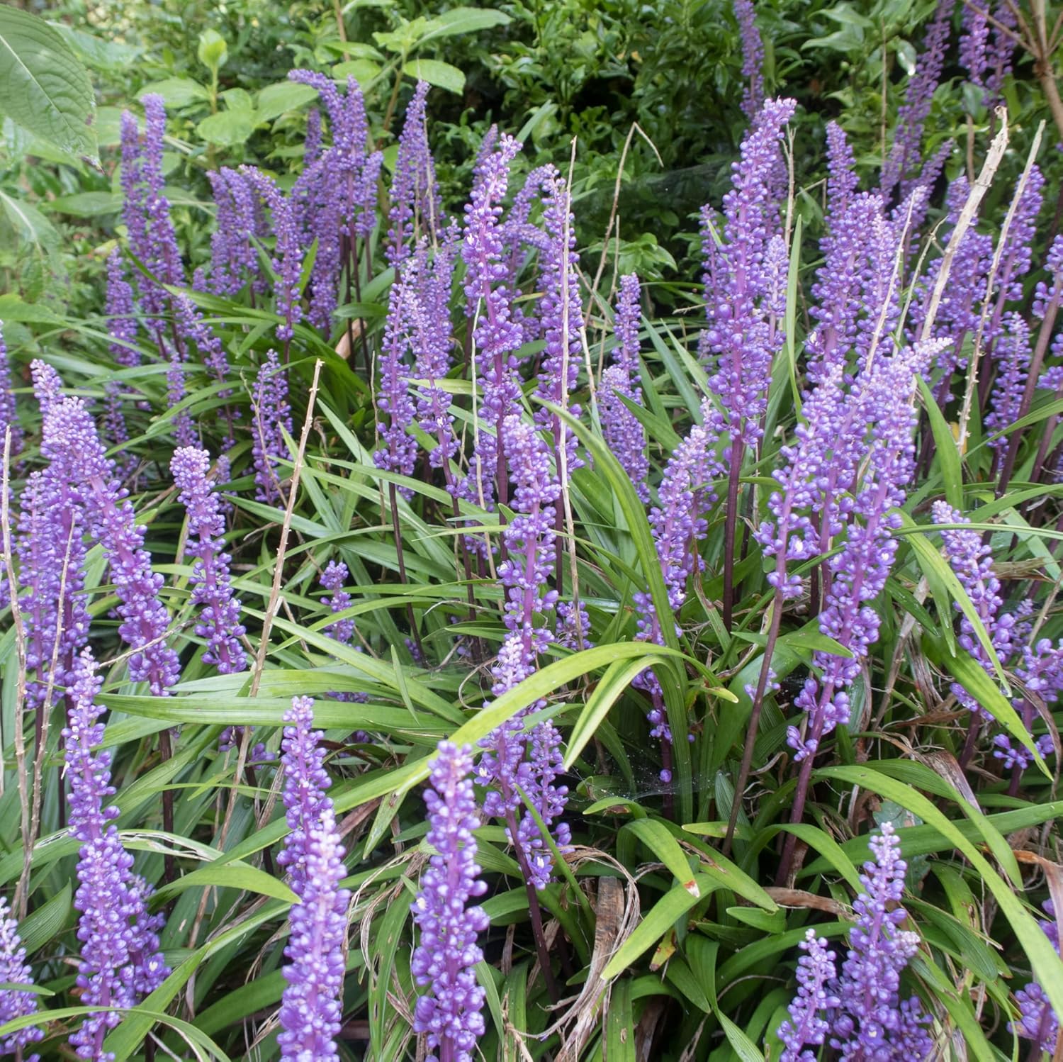 Liriope muscari 'Big Blue' / Lilientraube - Stauden Gaenge