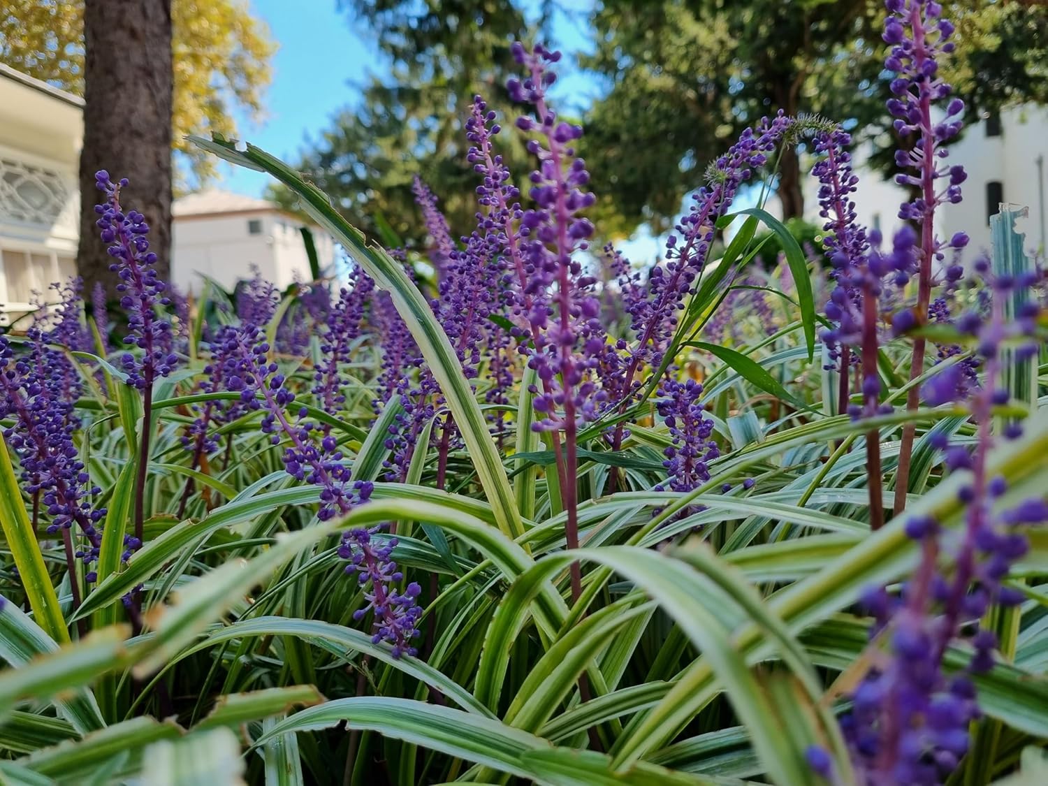 Liriope muscari 'Goldbanded' / Bunte Lilientraube - Stauden Gaenge