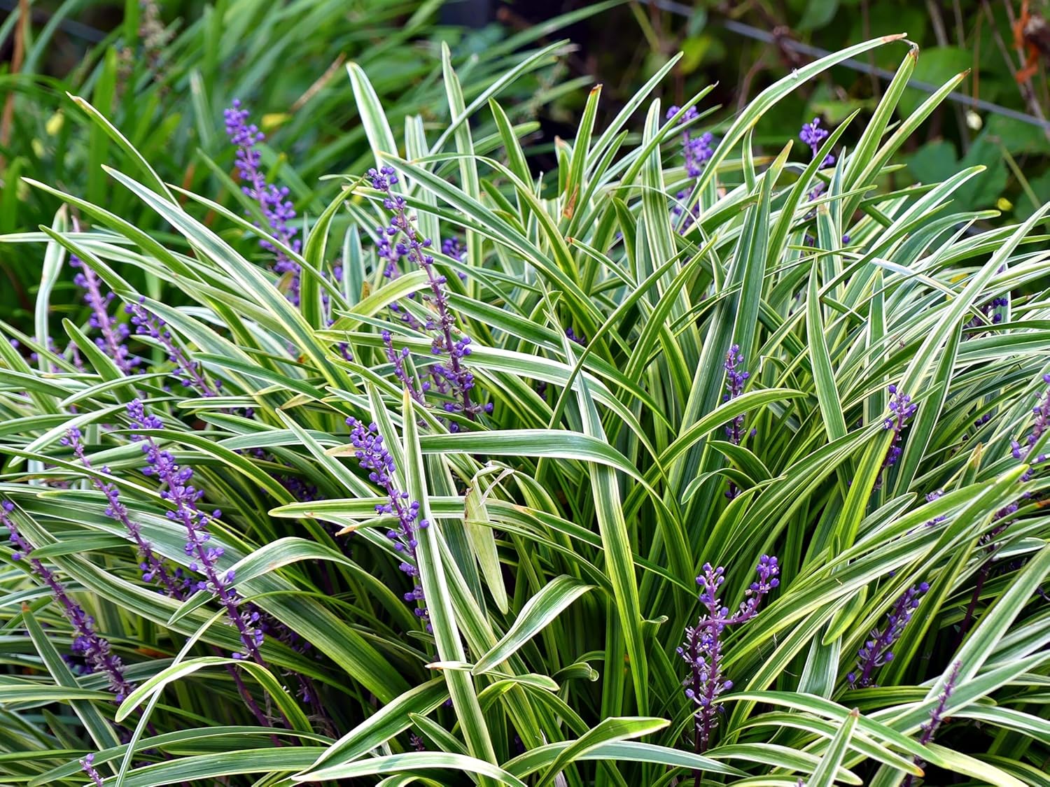 Liriope muscari 'Goldbanded' / Bunte Lilientraube - Stauden Gaenge