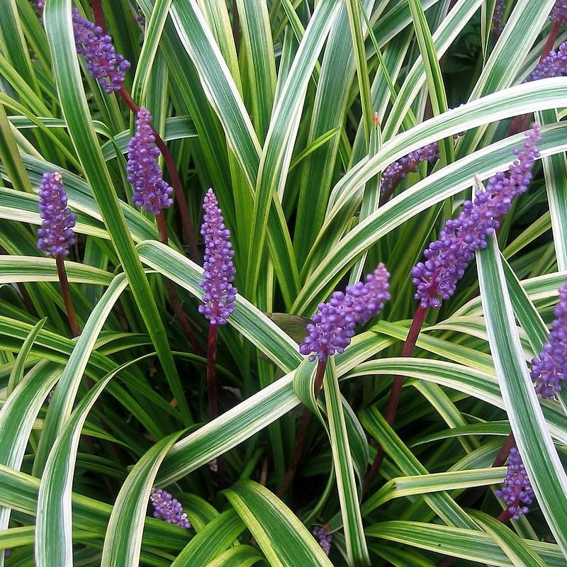 Liriope muscari 'Goldbanded' / Bunte Lilientraube - Stauden Gaenge