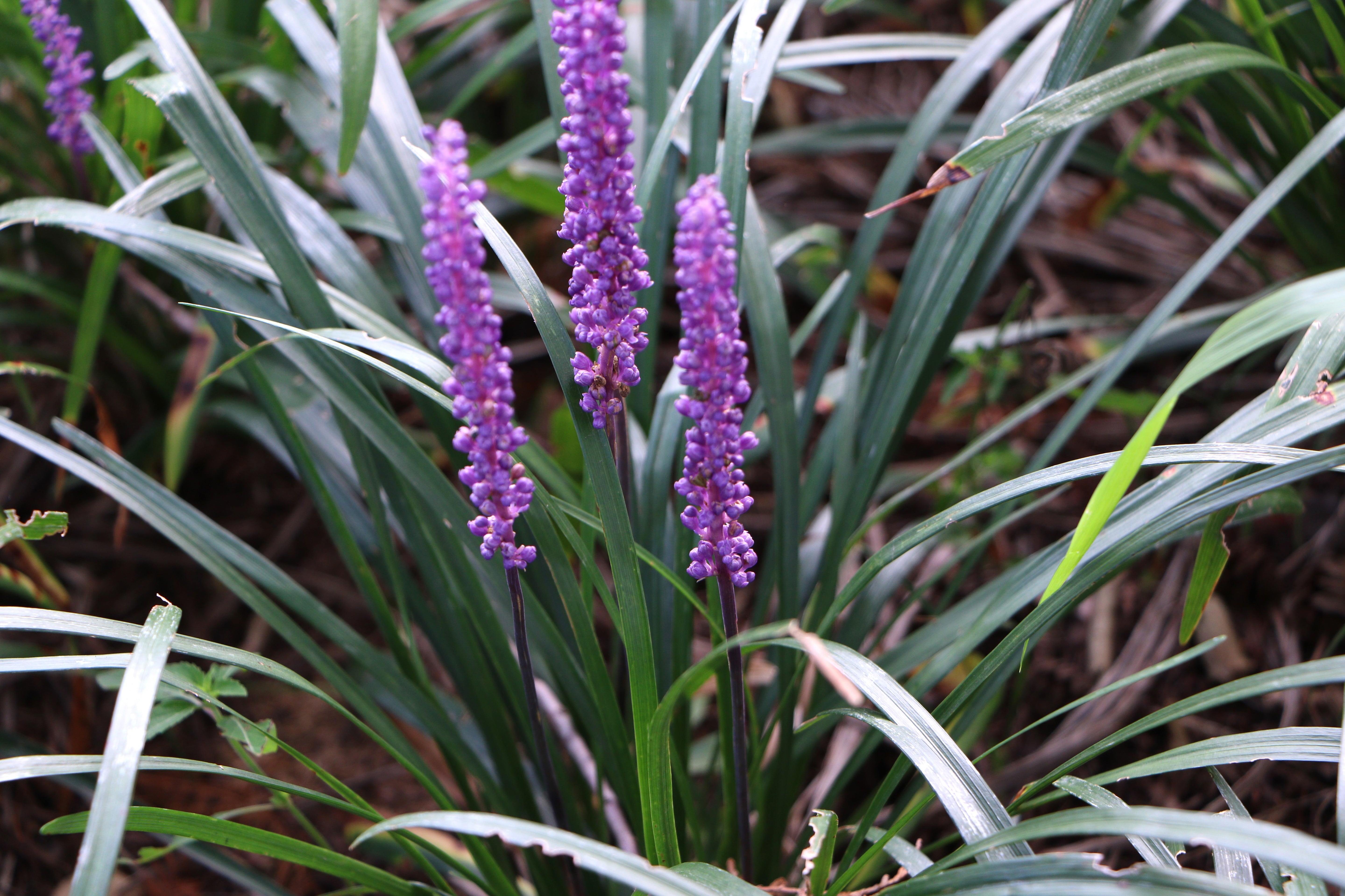 Liriope muscari 'Lilac Wonder' / Lilientraube - Stauden Gaenge