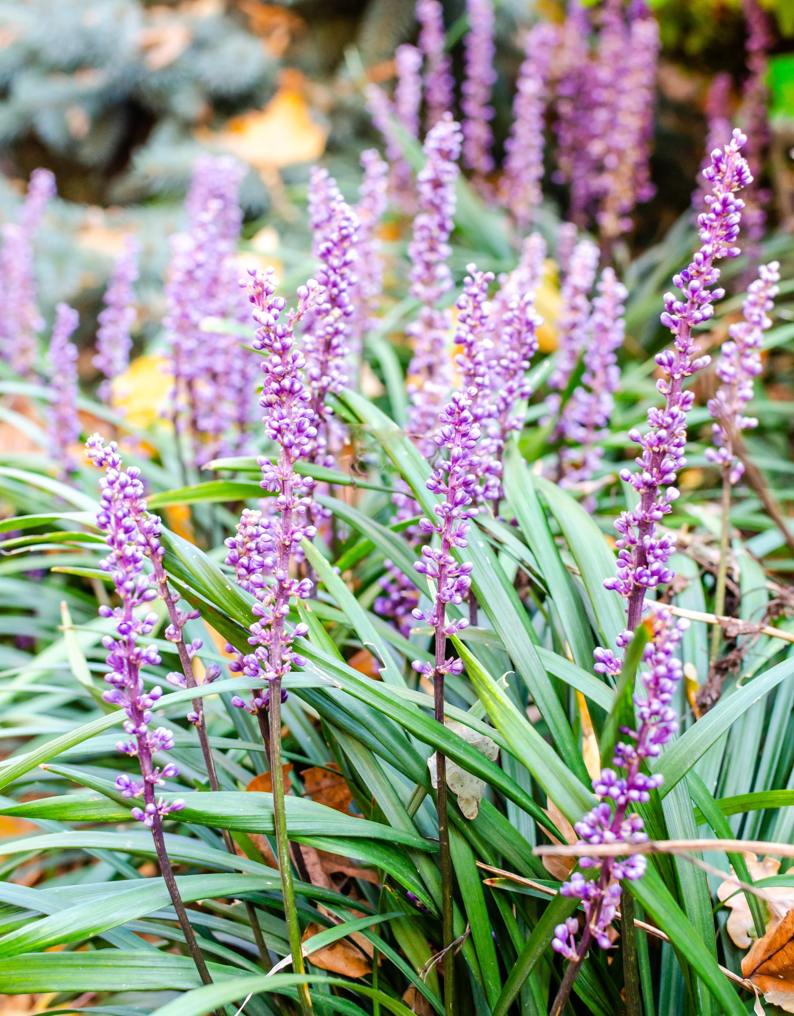 Liriope muscari 'Lilac Wonder' / Lilientraube - Stauden Gaenge