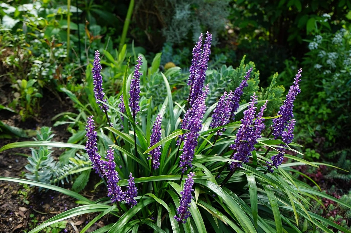 Liriope muscari 'Moneymaker' / Lilientraube - Stauden Gaenge