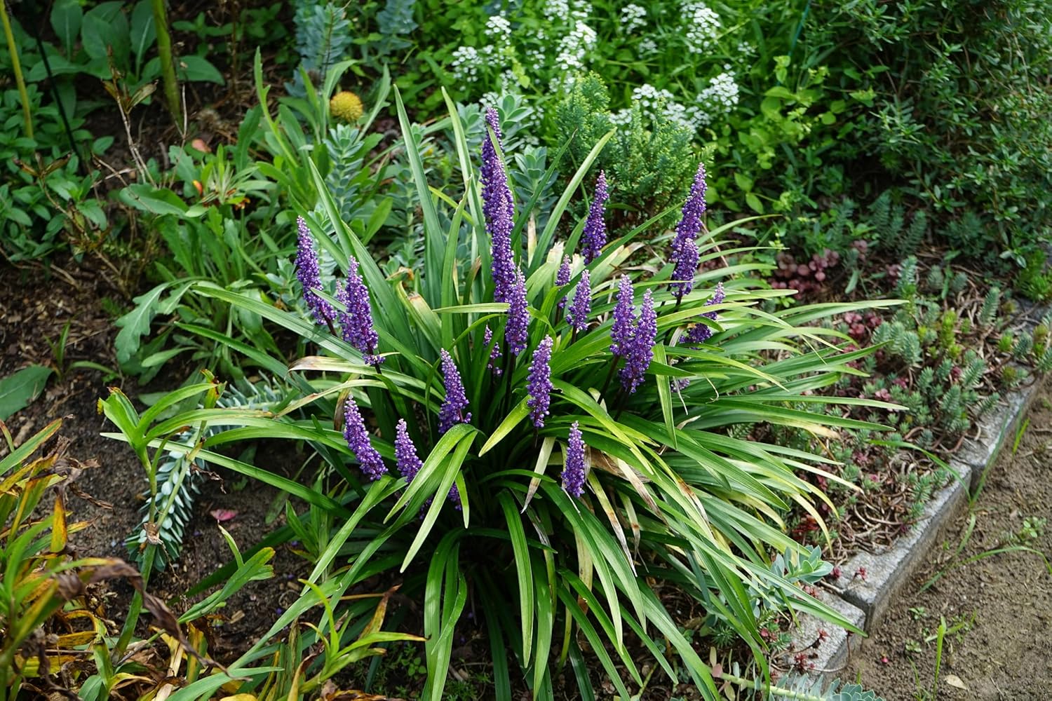 Liriope muscari 'Moneymaker' / Lilientraube - Stauden Gaenge