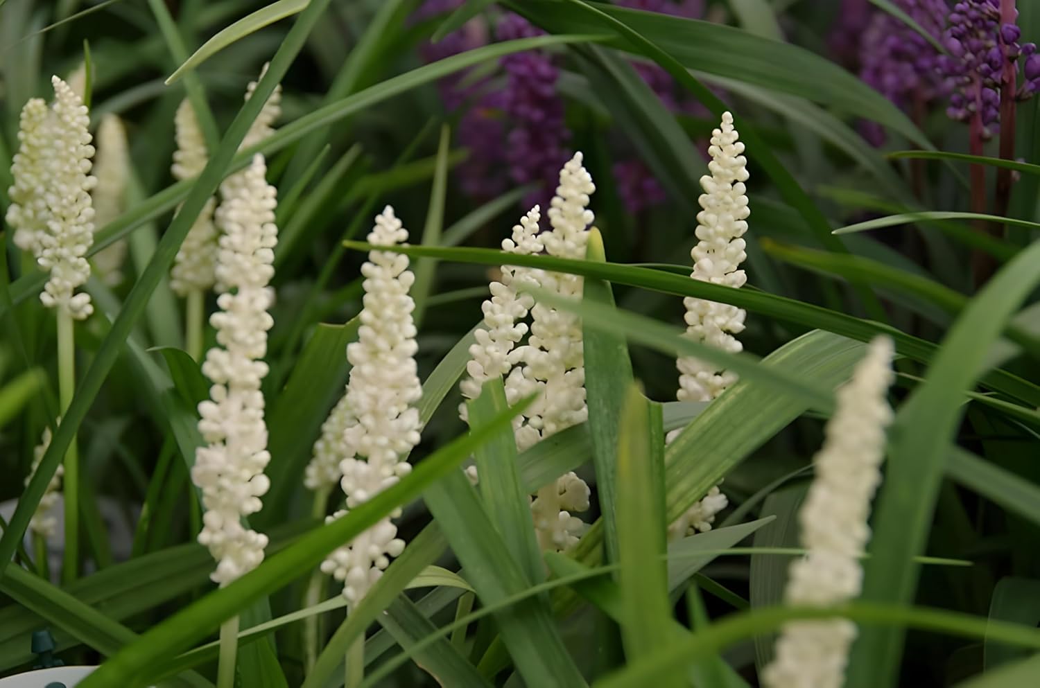 Liriope muscari 'Monroe White' / Weiße Lilientraube - Stauden Gaenge