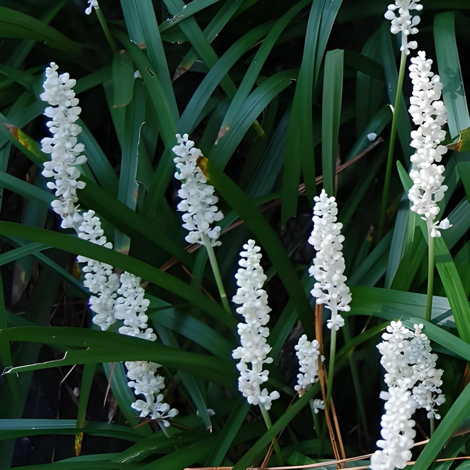 Liriope muscari 'Monroe White' / Weiße Lilientraube - Stauden Gaenge