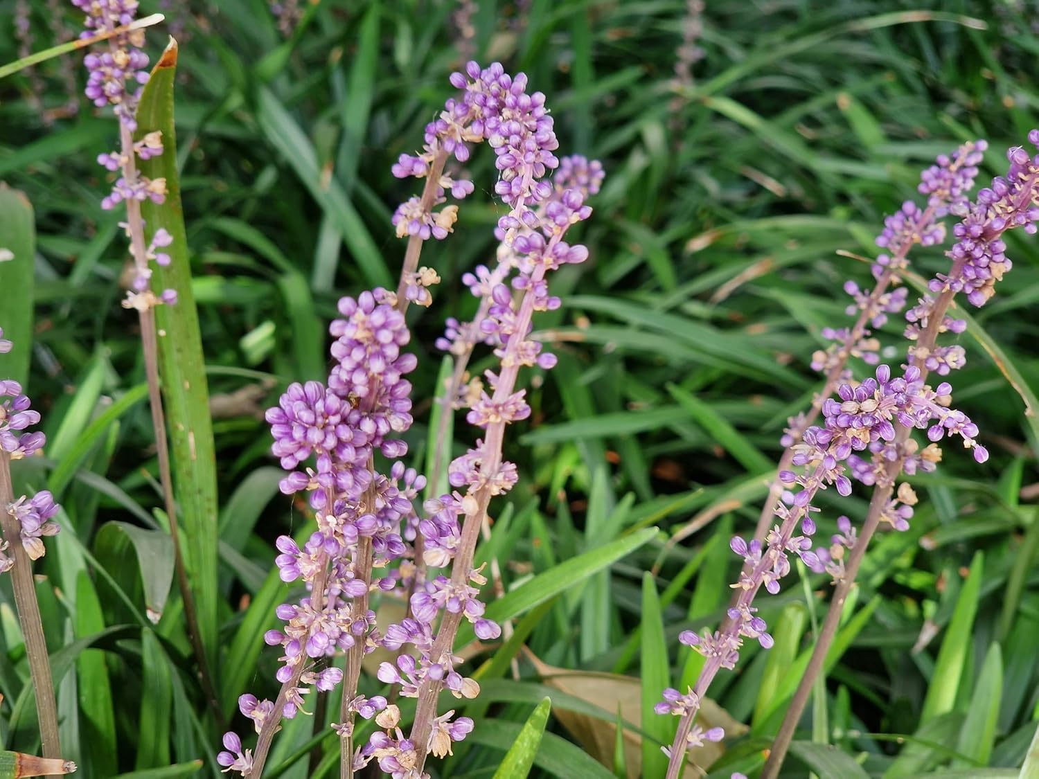 Liriope muscari 'Purple Passion' / Lilientraube - Stauden Gaenge