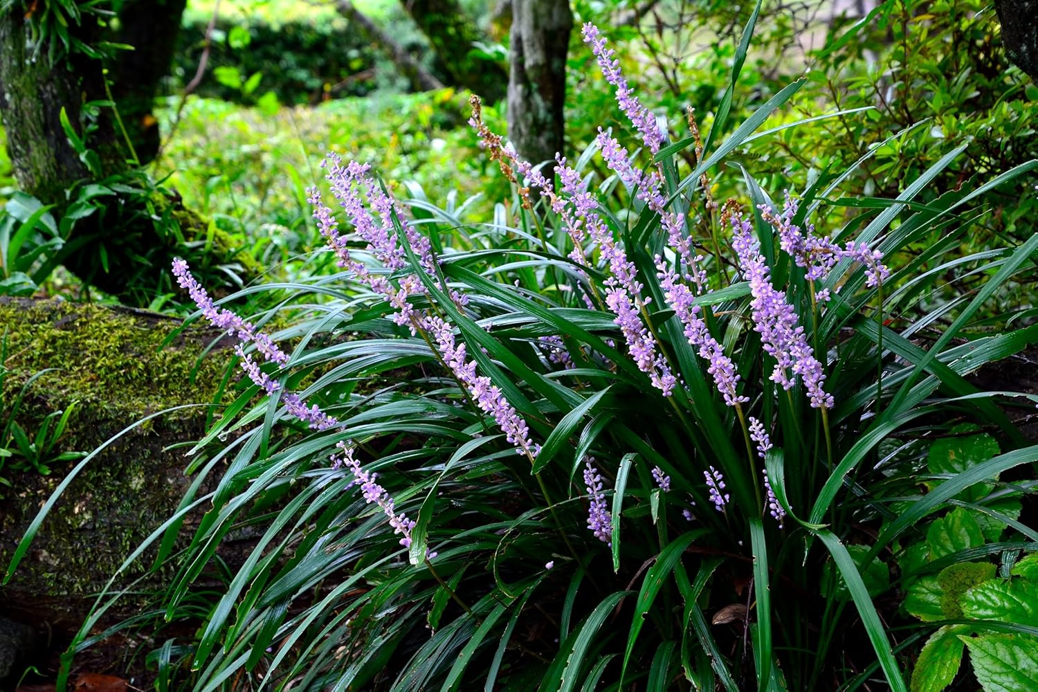 Liriope muscari 'Purple Passion' / Lilientraube - Stauden Gaenge