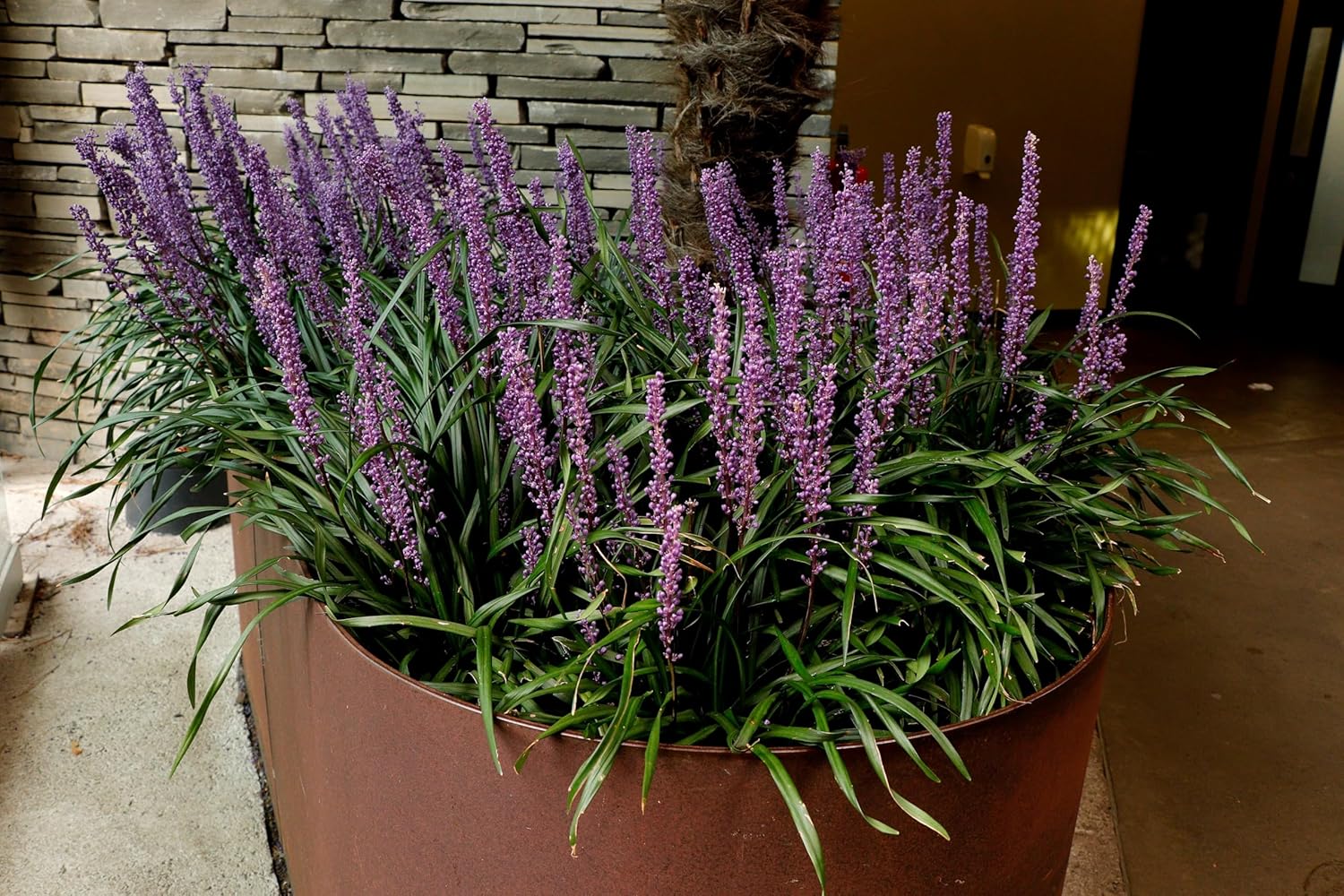 Liriope muscari 'Purple Passion' / Lilientraube - Stauden Gaenge
