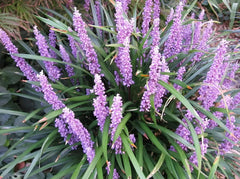 Liriope muscari 'Royal Purple', Staude mit dunkelviolellen Blüten, von Stauden Gänge, Nahaufnahme der Pflanze.