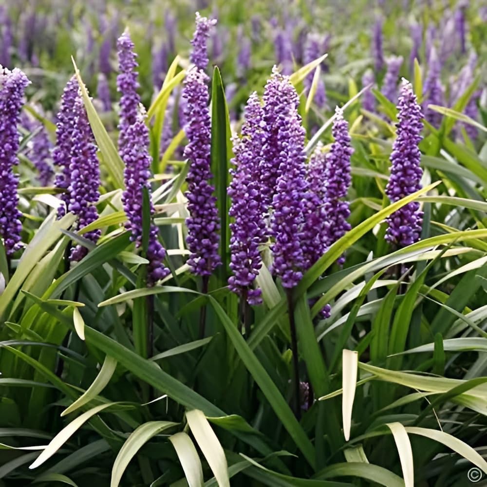 Liriope muscari 'Royal Purple' / Lilientraube - Stauden Gaenge