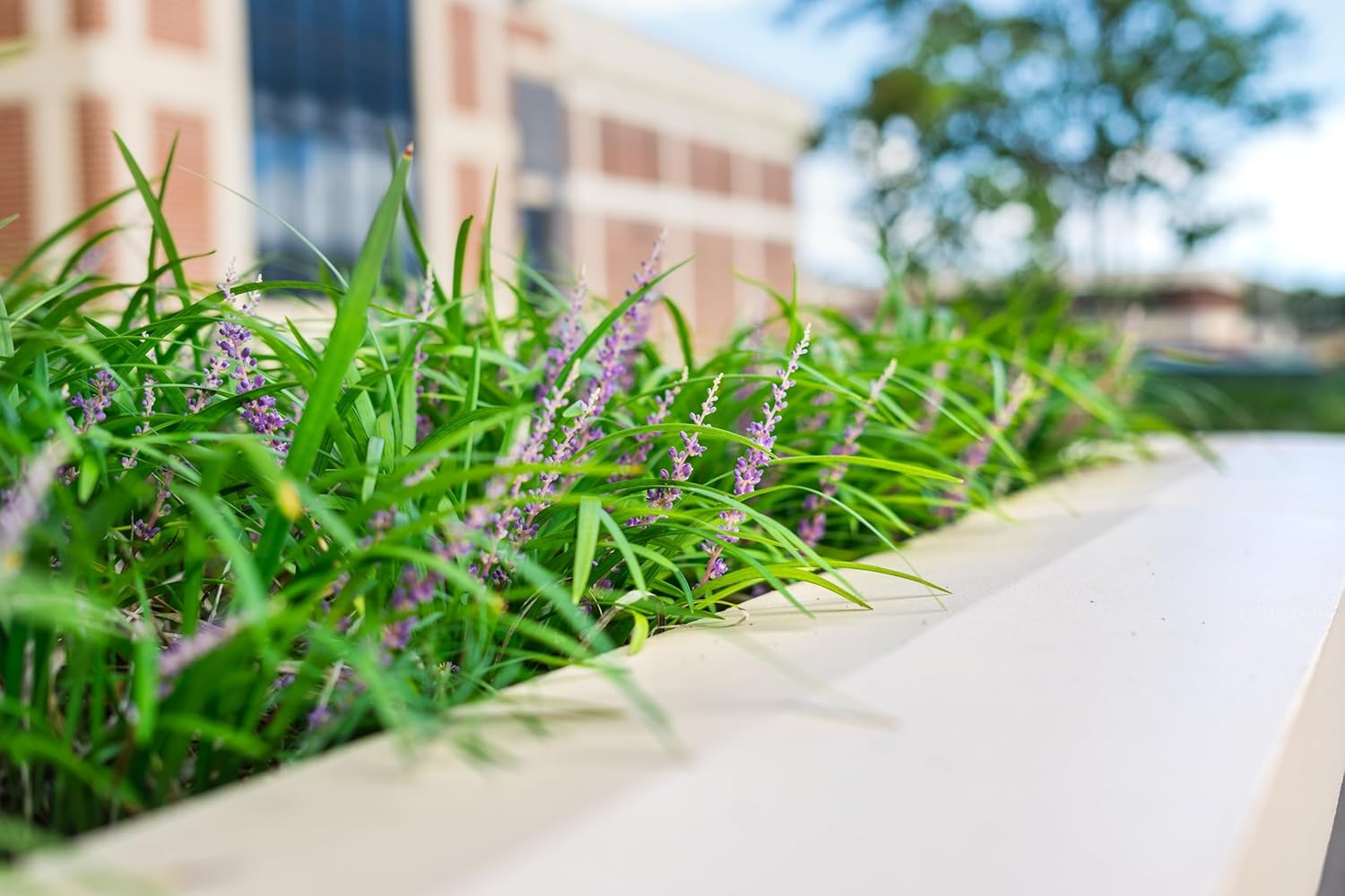 Liriope muscari 'Royal Purple' / Lilientraube - Stauden Gaenge