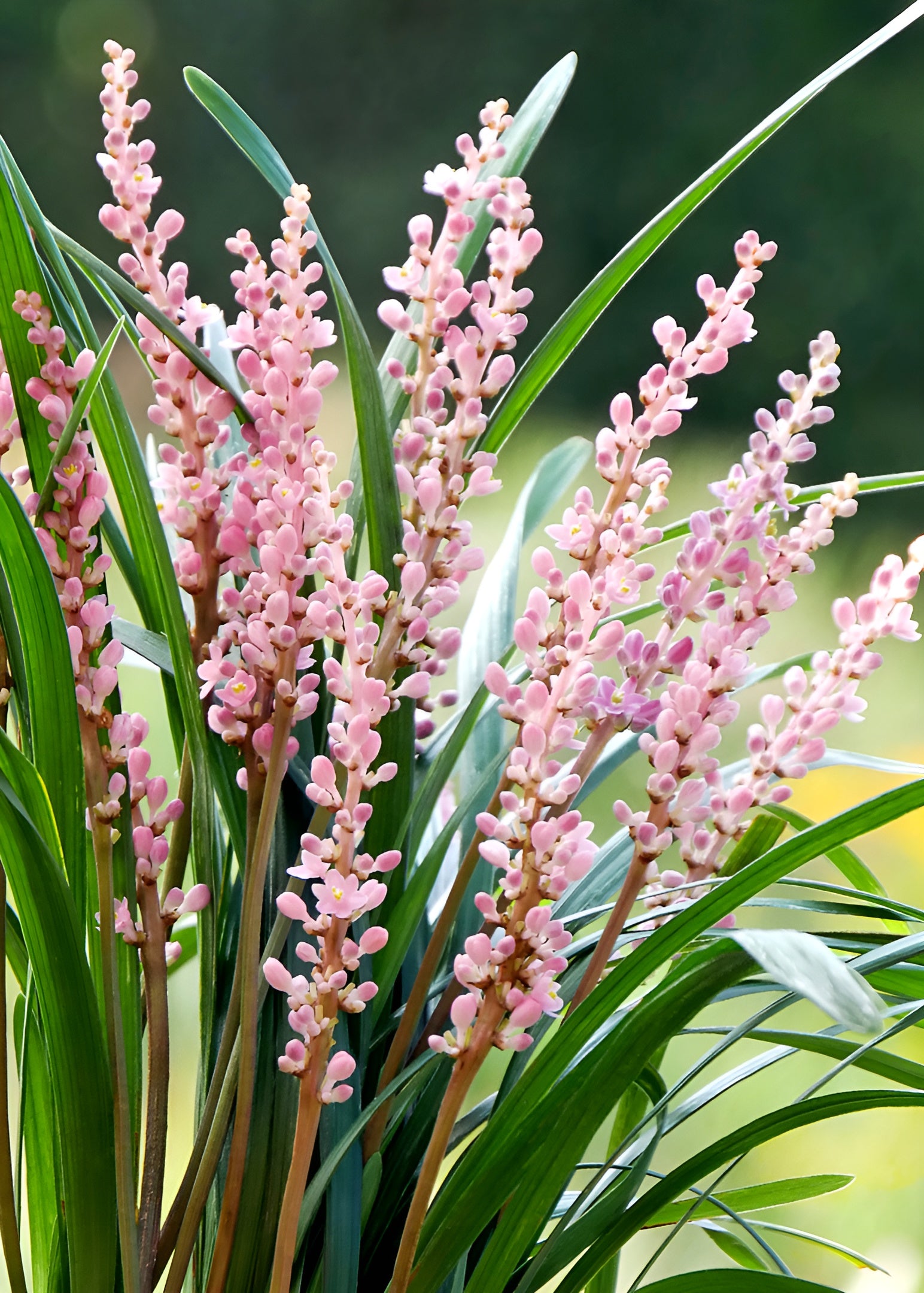 Liriope muscari 'Samantha' / Rosa Lilientraube - Stauden Gaenge