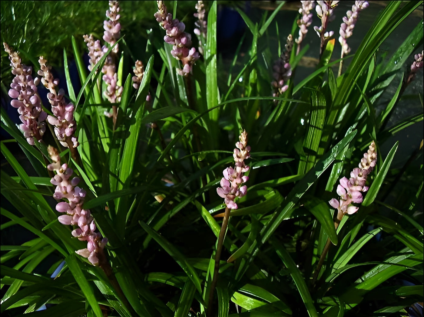 Liriope muscari 'Samantha' / Rosa Lilientraube - Stauden Gaenge