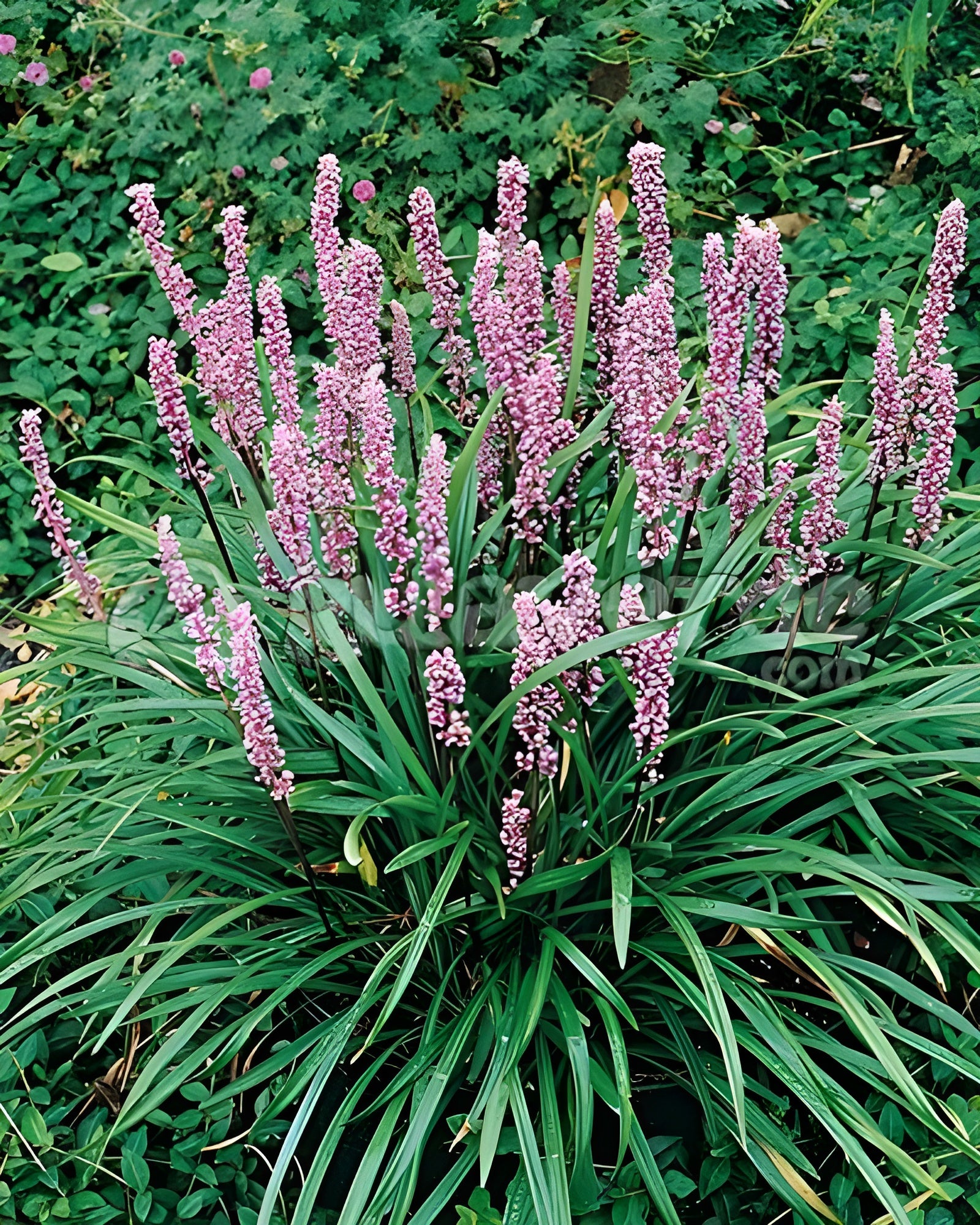 Liriope muscari 'Samantha' / Rosa Lilientraube - Stauden Gaenge
