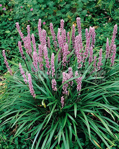 Liriope muscari 'Samantha' Staude mit rosa Lilientraube, grüne Blätter und violette Blüten, Stauden Gänge.