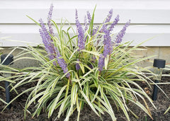 Bunte Liriope muscari 'Variegata' Staude mit grün-weiß variierten Blättern, typische Lilientraube-Pflanze von Stauden Gänge