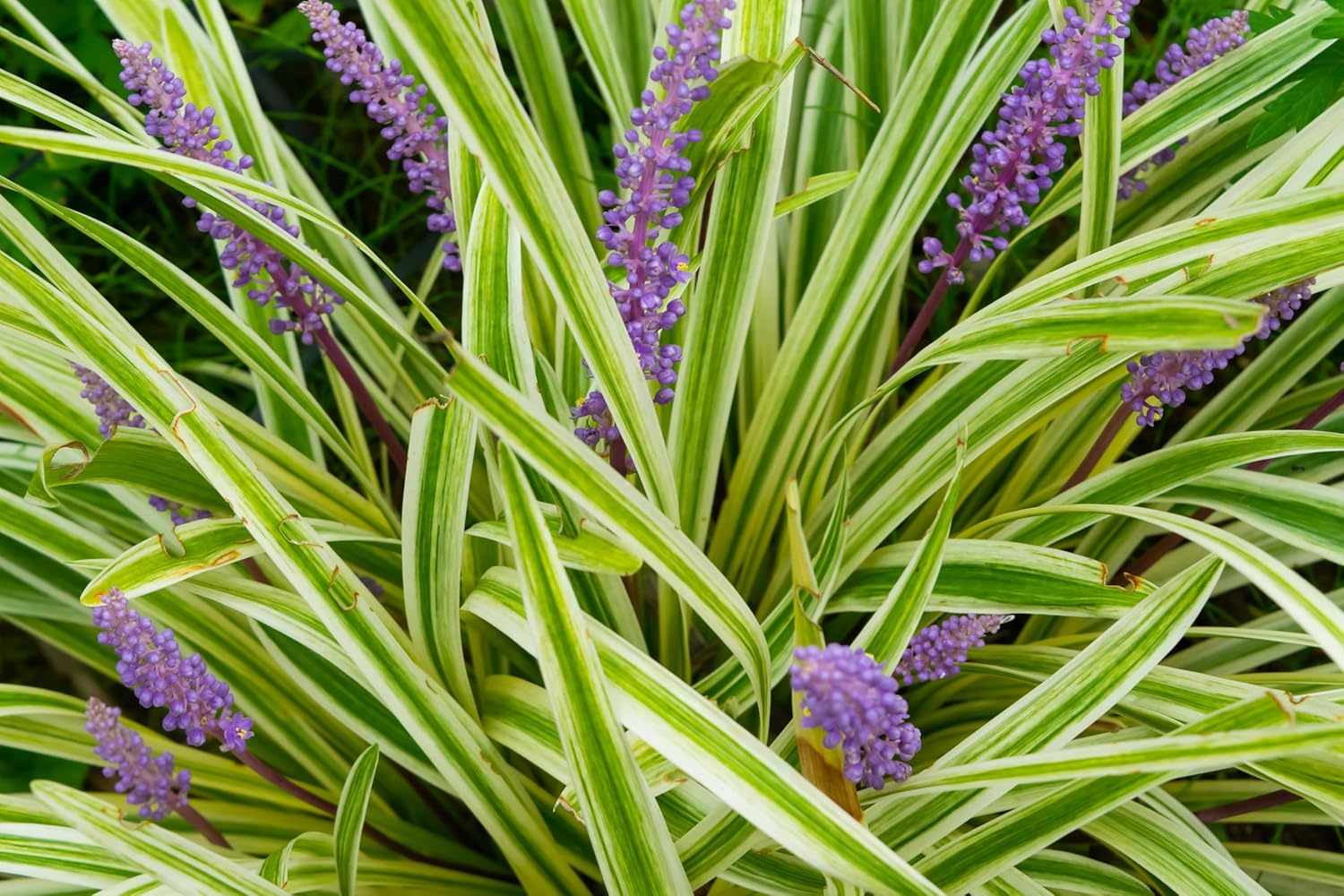 Liriope muscari 'Variegata' / Bunte Lilientraube - Stauden Gaenge