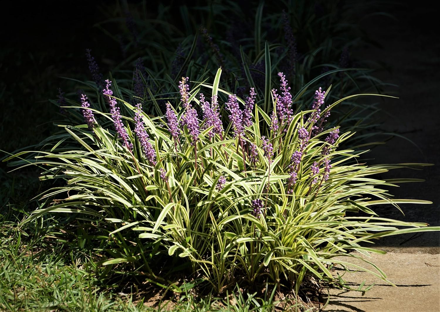 Liriope muscari 'Variegata' / Bunte Lilientraube - Stauden Gaenge