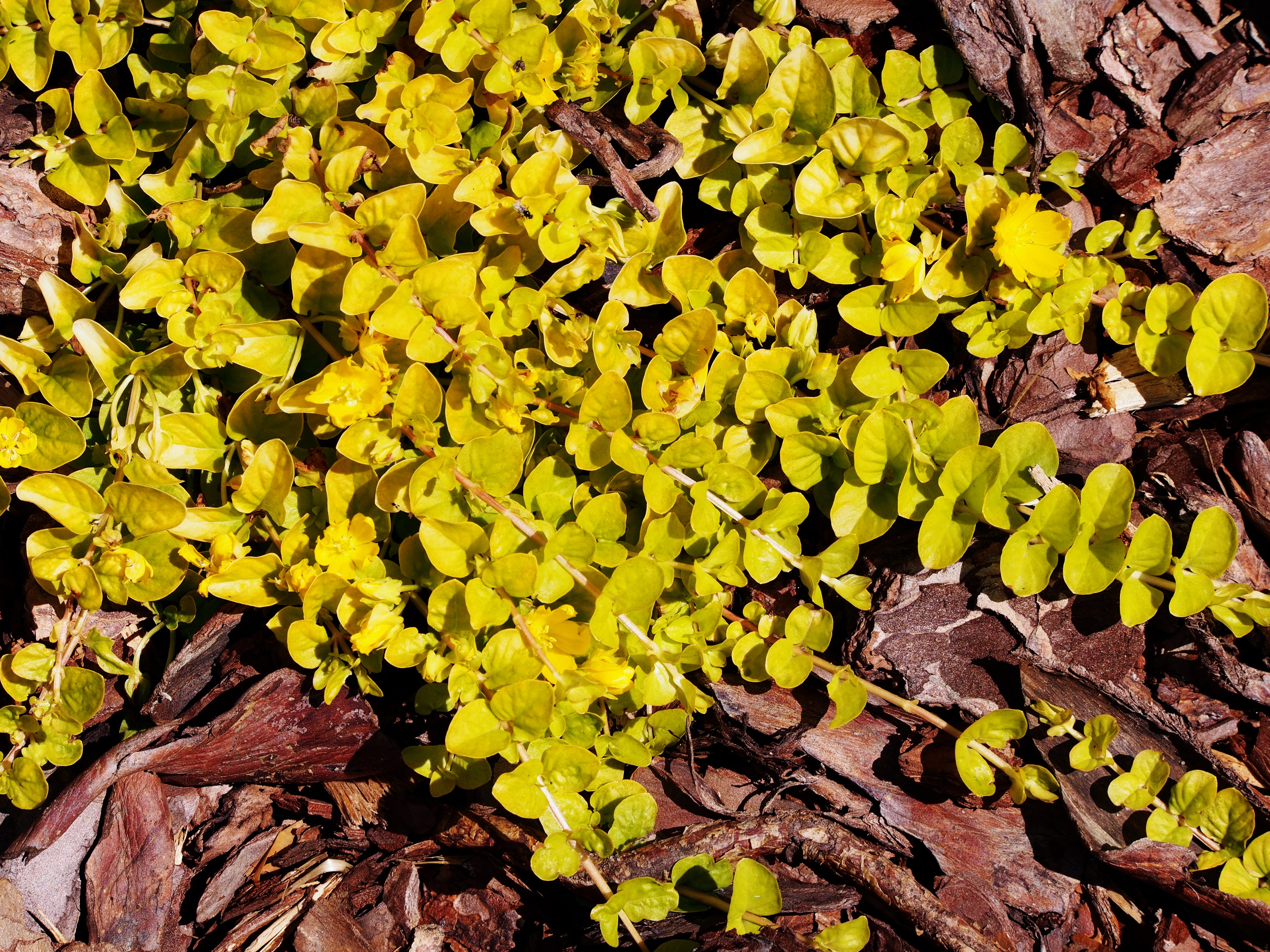Lysimachia nummularia 'Aurea' / gelbes Pfennigkraut