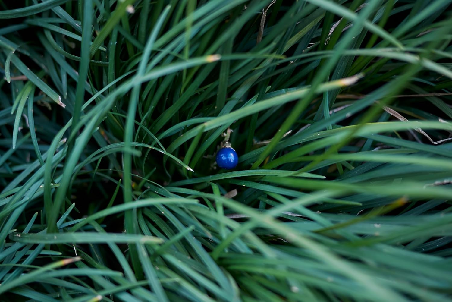 Ophiopogon japonicus 'Sparkler' / Japanischer Schlangenbart