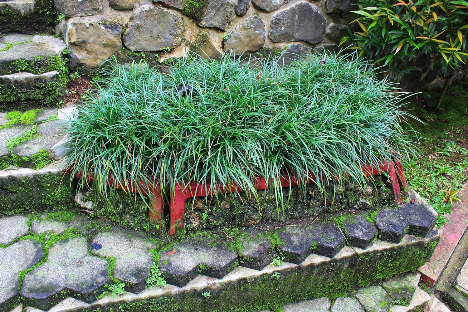 Ophiopogon japonicus 'Sparkler' / Japanischer Schlangenbart