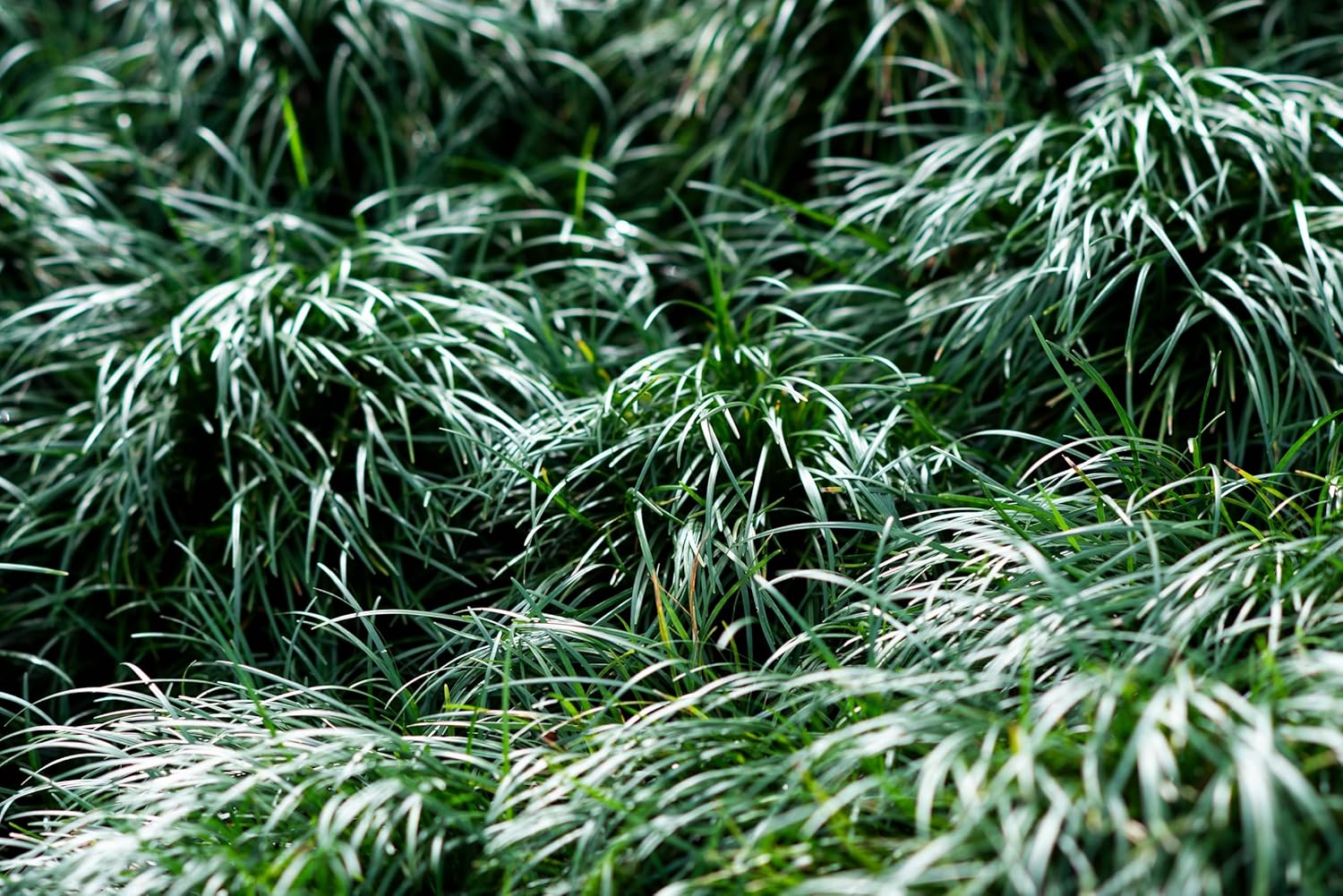 Ophiopogon japonicus 'Sparkler' / Japanischer Schlangenbart