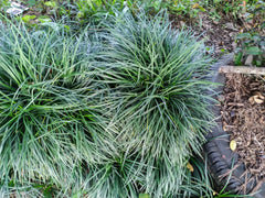Japanischer Schlangenbart Ophiopogon japonicus 'Sparkler' Staude, grüne Blätter mit weißen Rändern, von Stauden Gänge