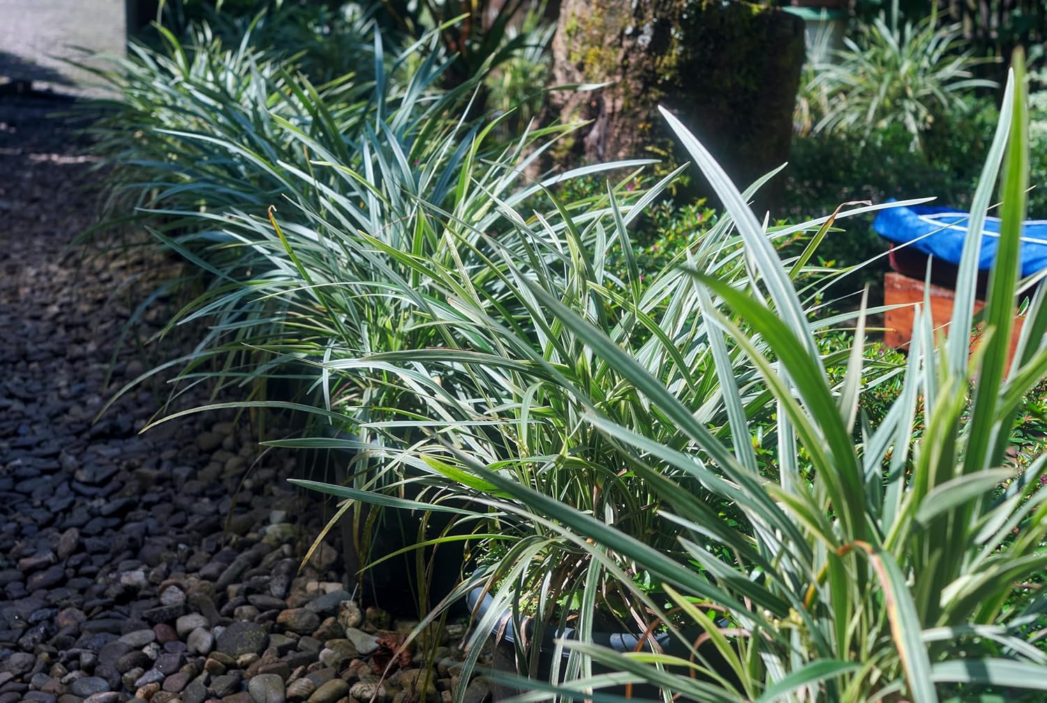 Ophiopogon japonicus 'Variegata' / Bunter Japanischer Schlangenbart
