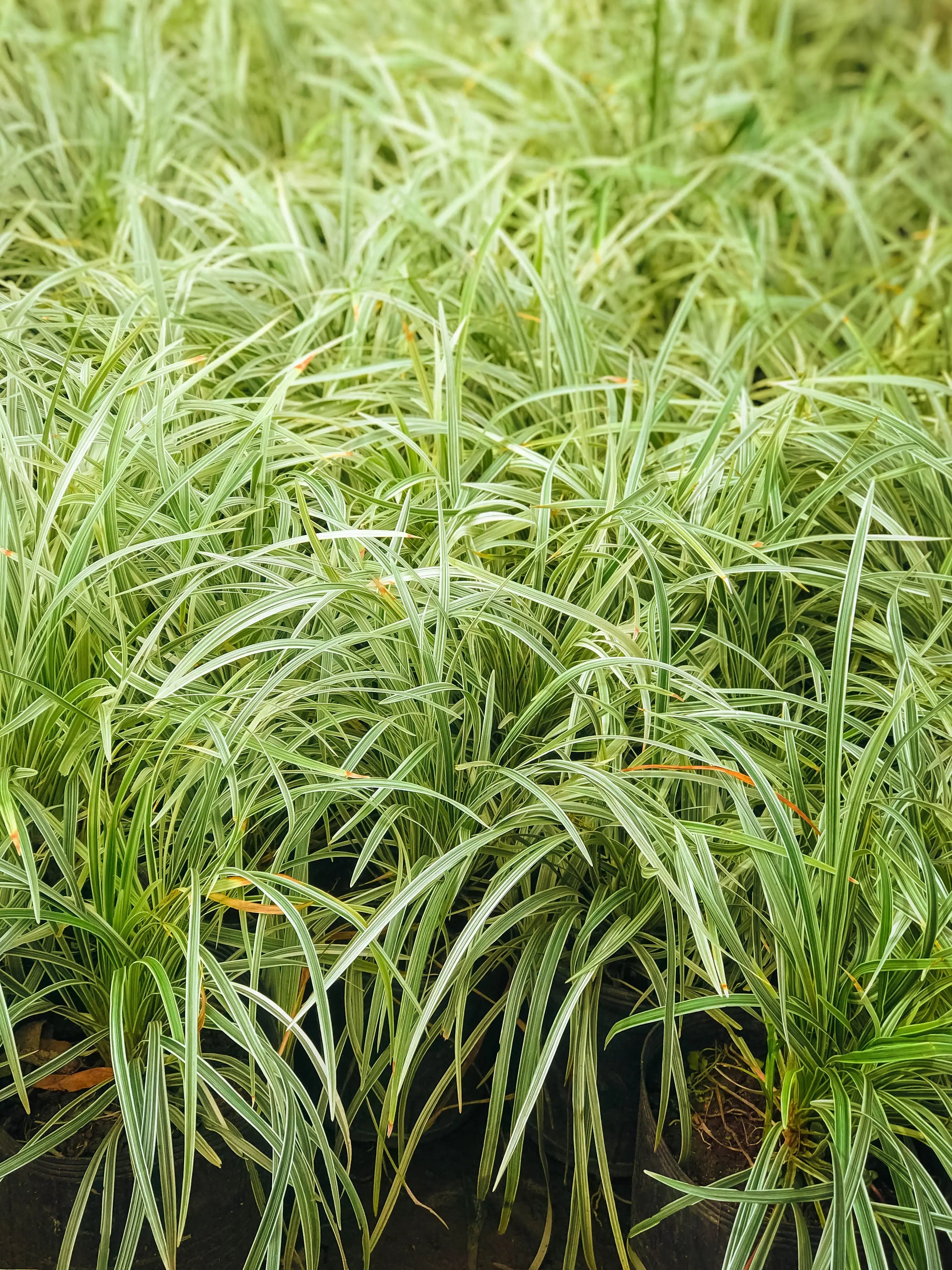 ophiopogon japonicus variegata Ophiopogon japonicus 'Variegata' / Bunter Japanischer Schlangenbart