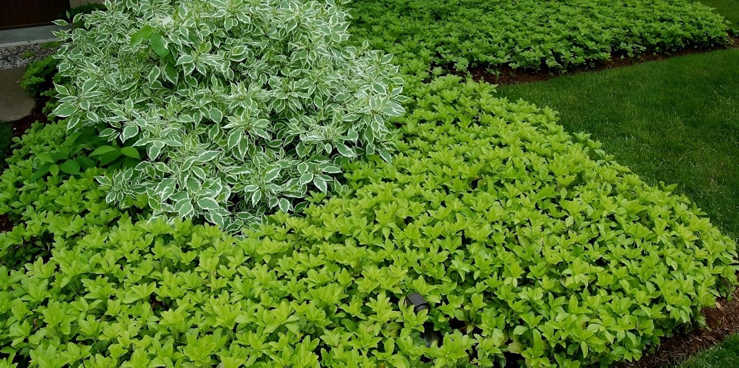 Pachysandra terminalis / Dickmännchen