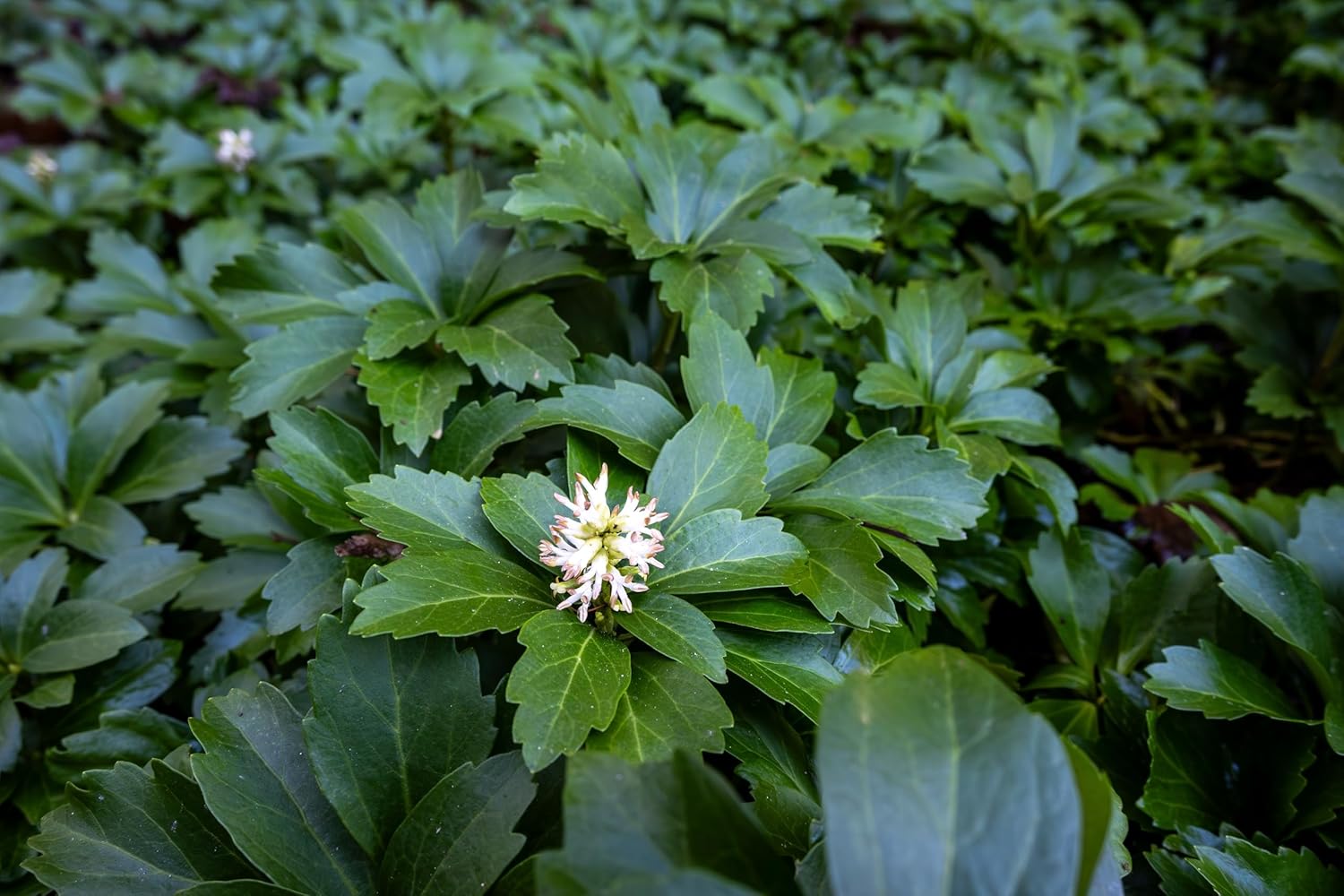 Pachysandra terminalis / Dickmännchen