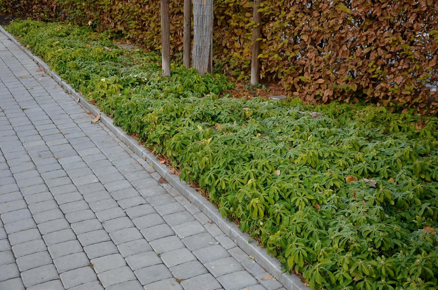 Pachysandra terminalis / Dickmännchen