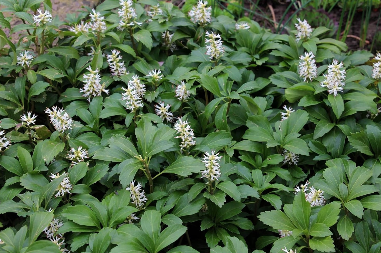 Pachysandra terminalis 'Green Carpet' / Dickmännchen