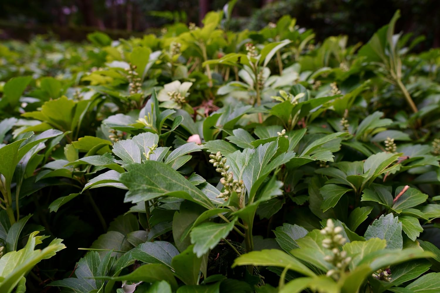 Pachysandra terminalis 'Green Carpet' / Dickmännchen