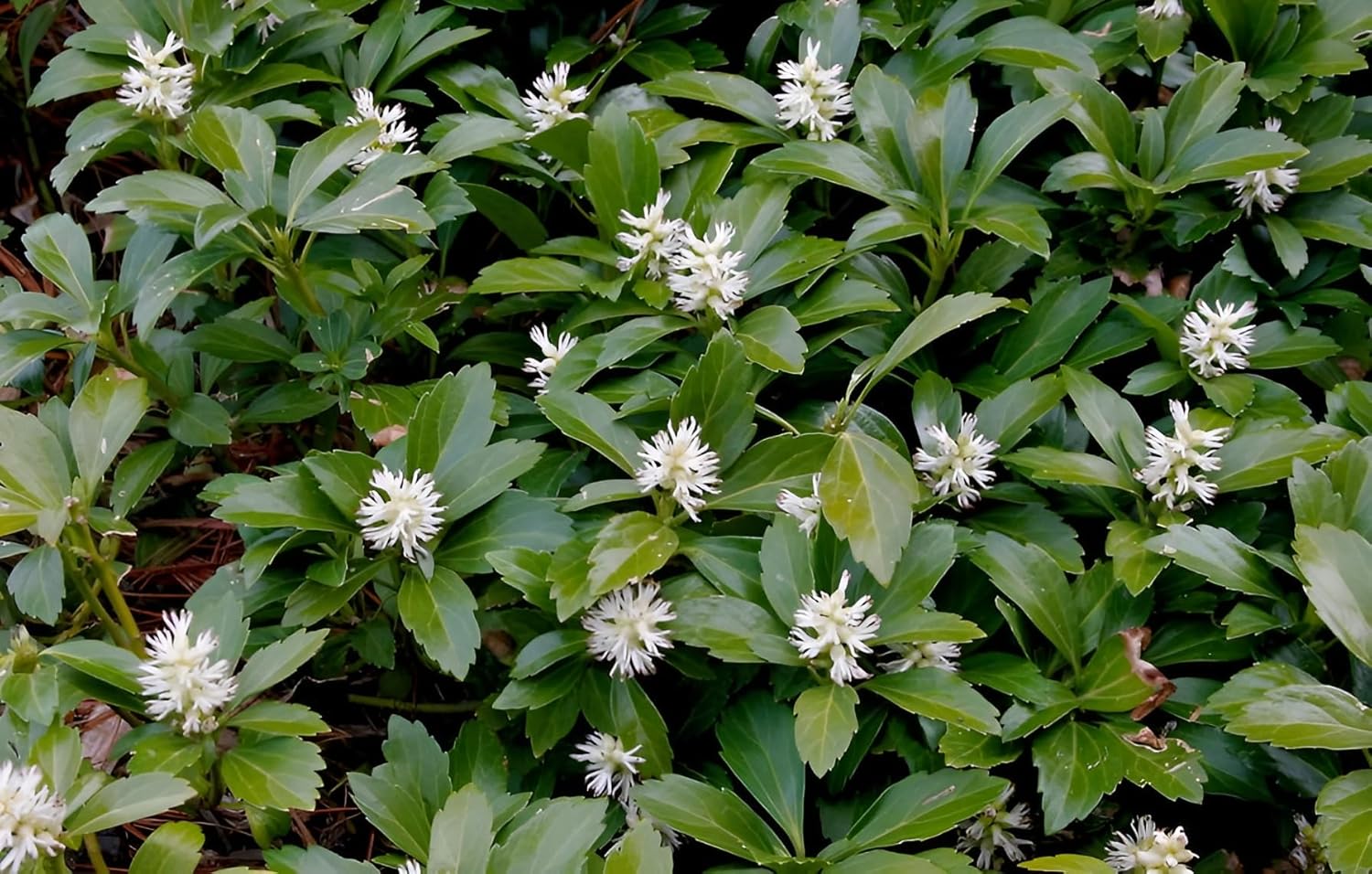 Pachysandra terminalis 'Green Carpet' / Dickmännchen