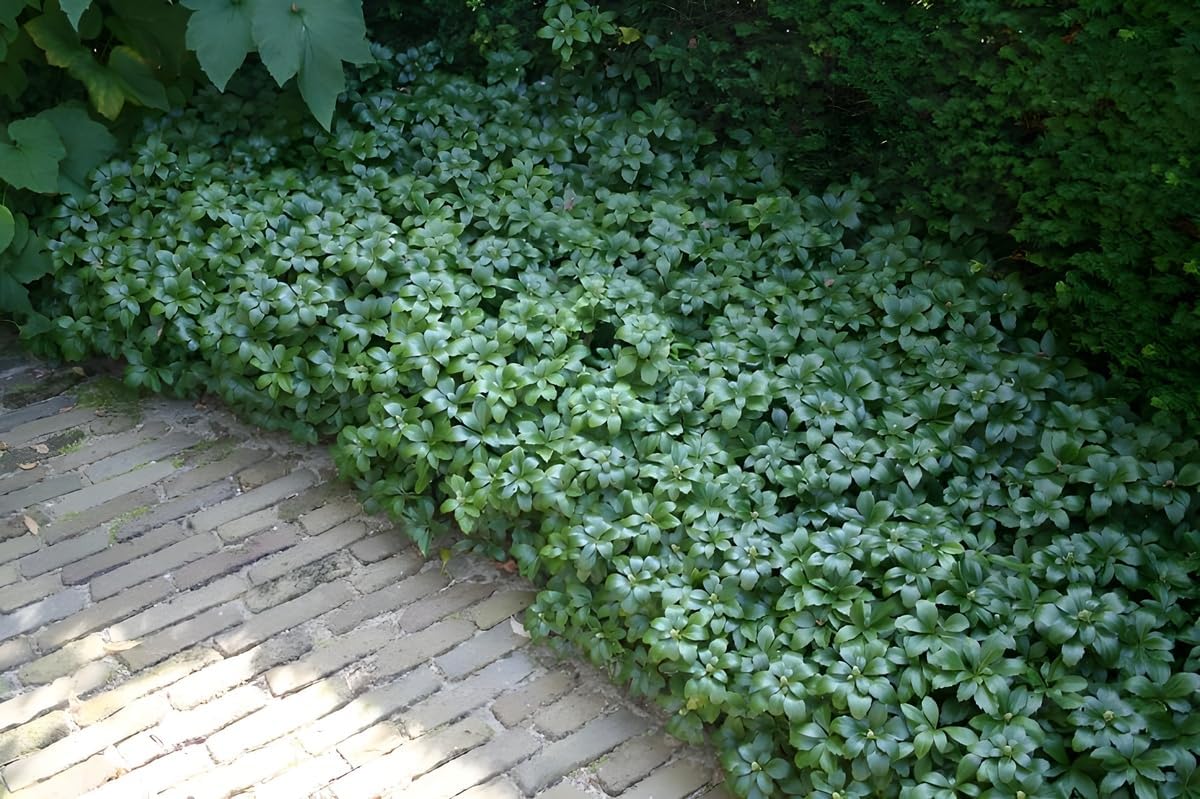 Pachysandra terminalis 'Green Sheen' / Dickmännchen