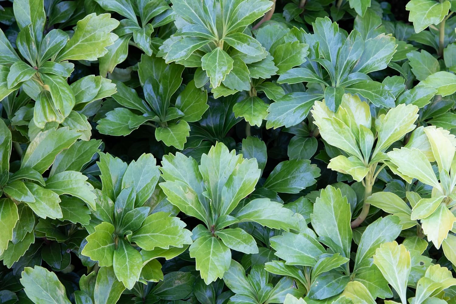 Pachysandra terminalis 'Green Sheen' / Dickmännchen