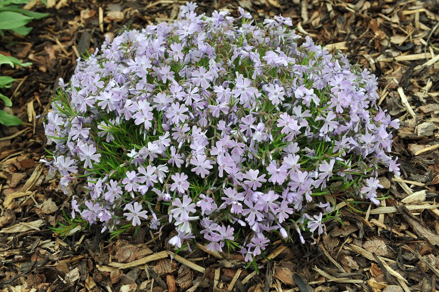 Phlox subulata 'Emerald Cushion Blue' / Blauer Polster-Phlox