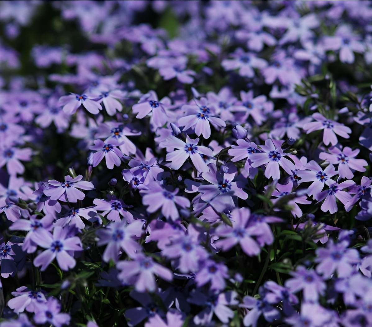 Phlox subulata 'Fabulous Blue Dark Center' / Polster-Phlox