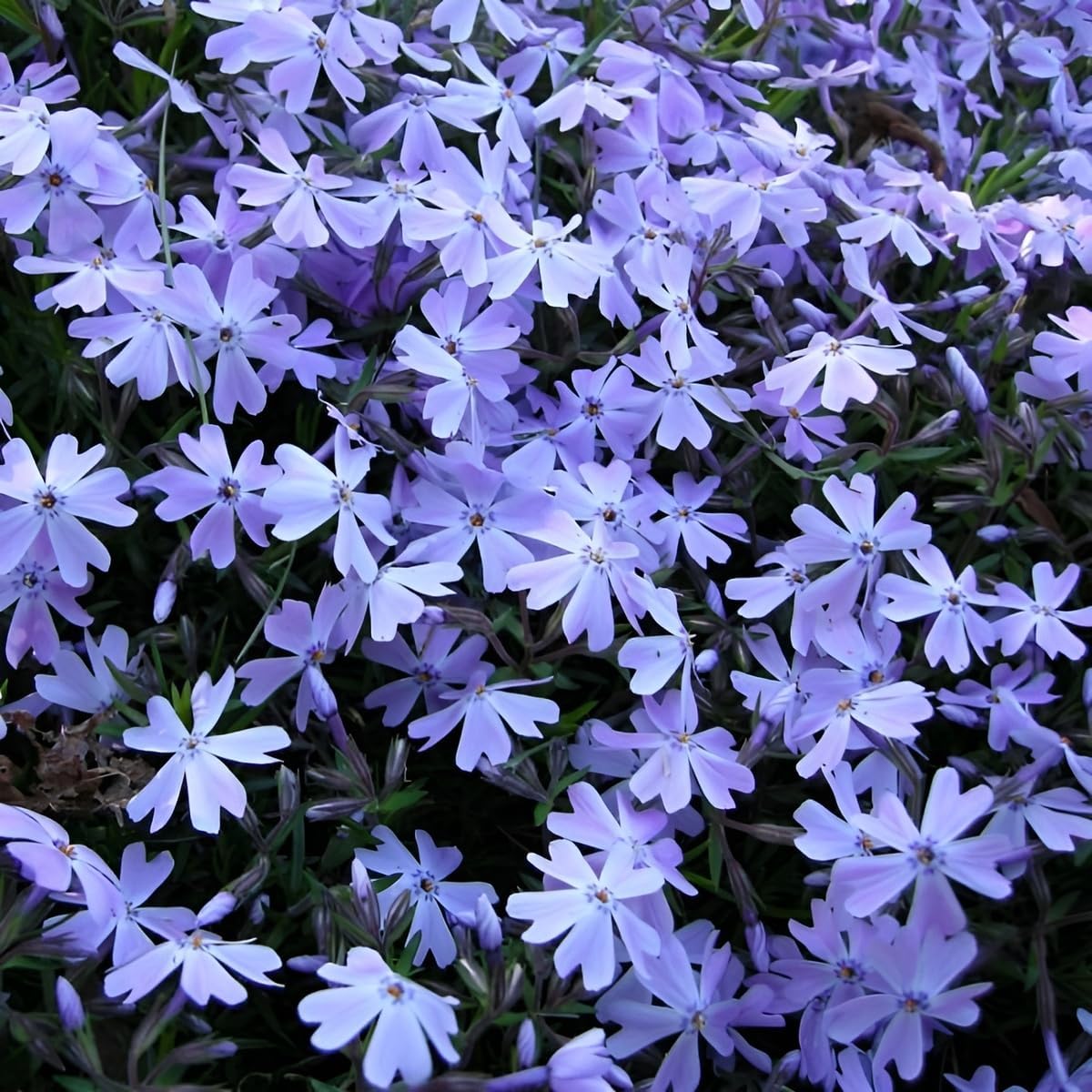 Phlox subulata 'Fabulous Blue Dark Center' / Polster-Phlox