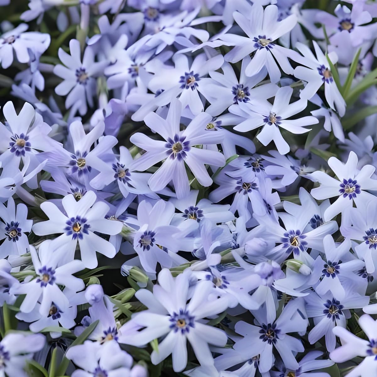 Phlox subulata 'Fabulous Blue Dark Center' / Polster-Phlox