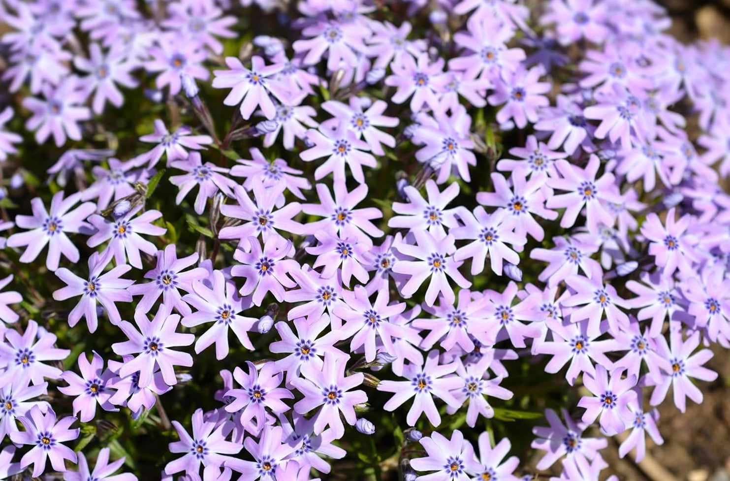 Phlox subulata 'Fabulous Blue Violet' / Blauer Polster-Phlox