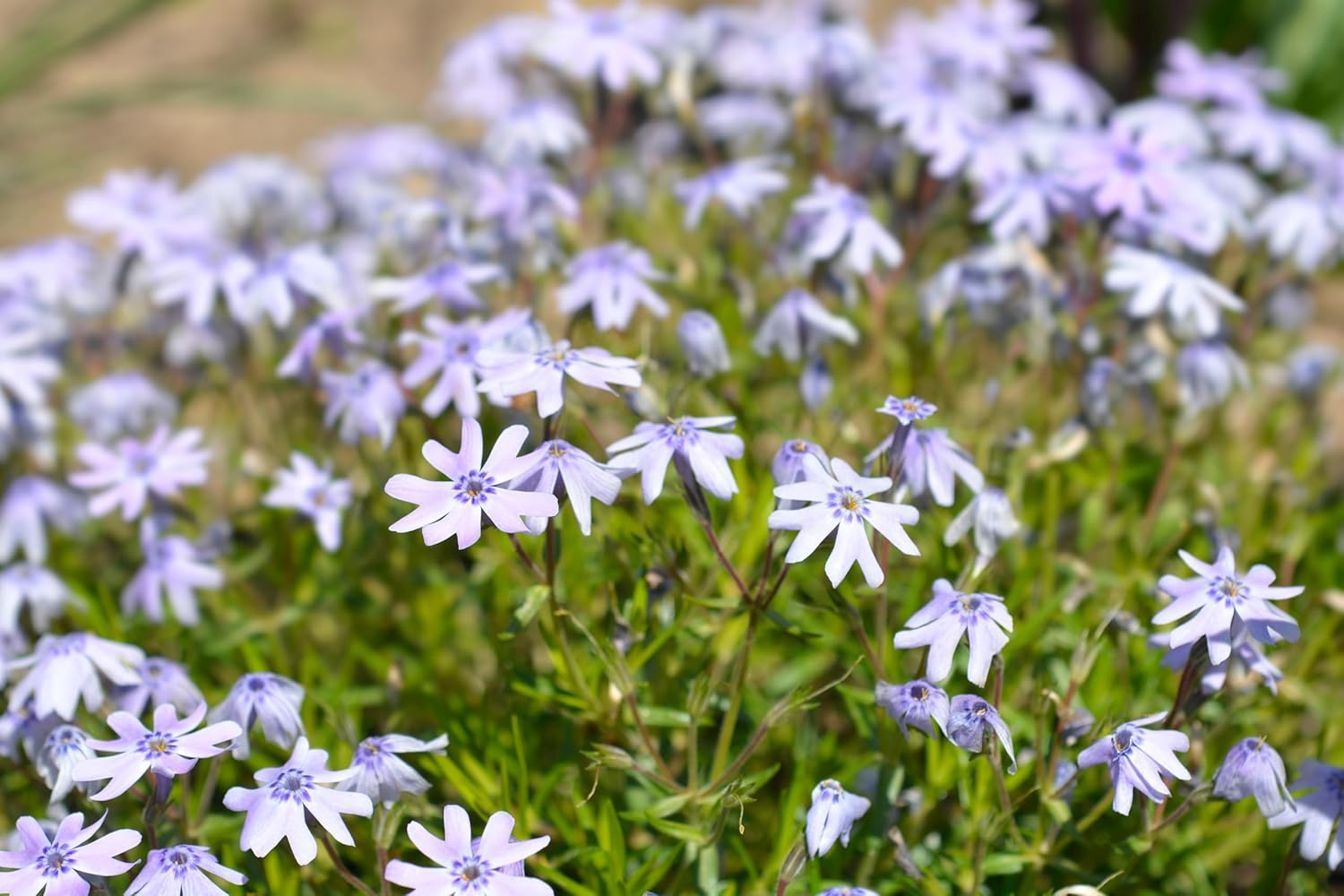Phlox subulata 'Fabulous Blue Violet' / Blauer Polster-Phlox