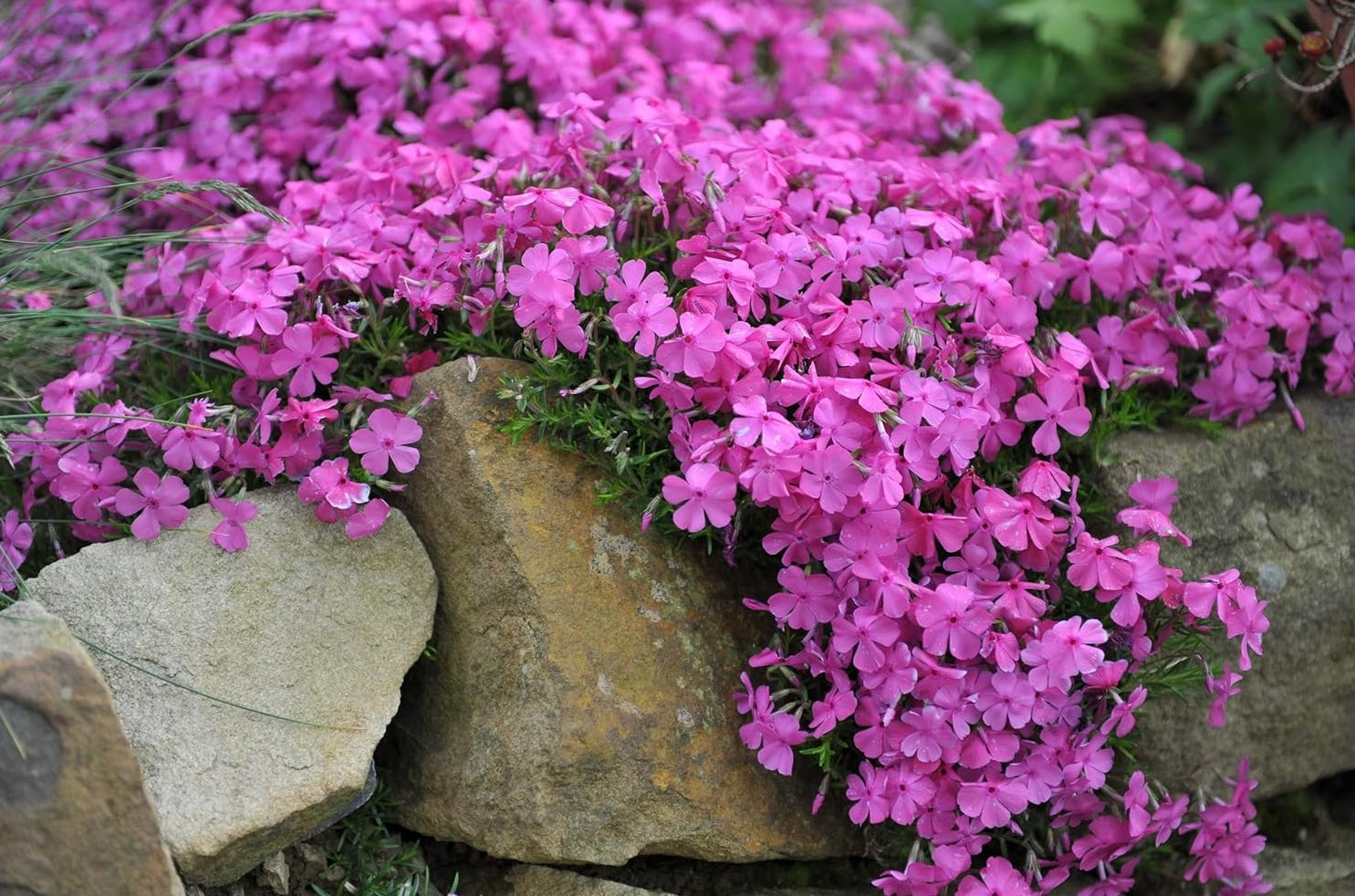 Phlox subulata 'McDaniel's Cushion' / Violetter Polster-Phlox