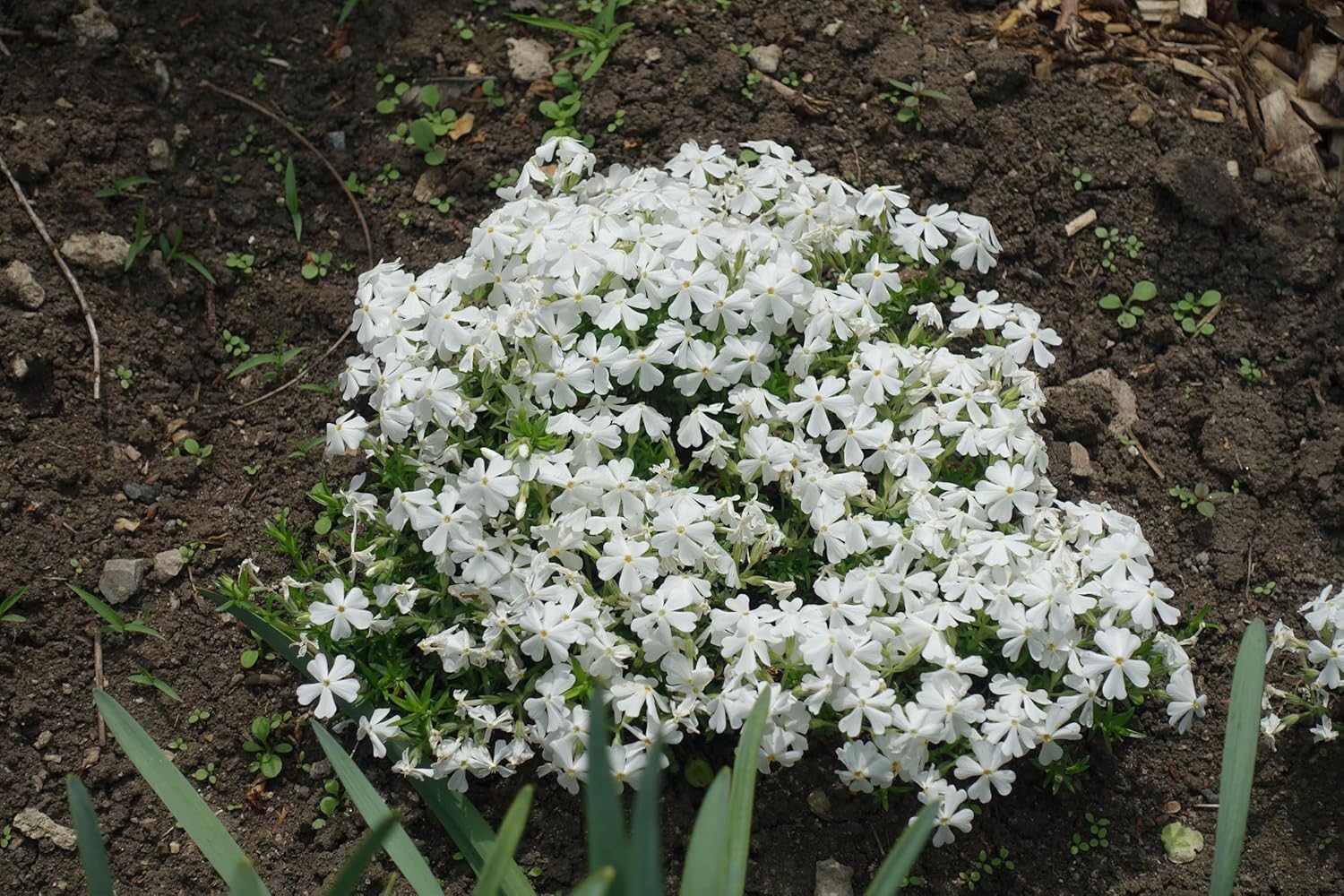 Phlox subulata 'White Delight' / Weißer Polster-Phlox
