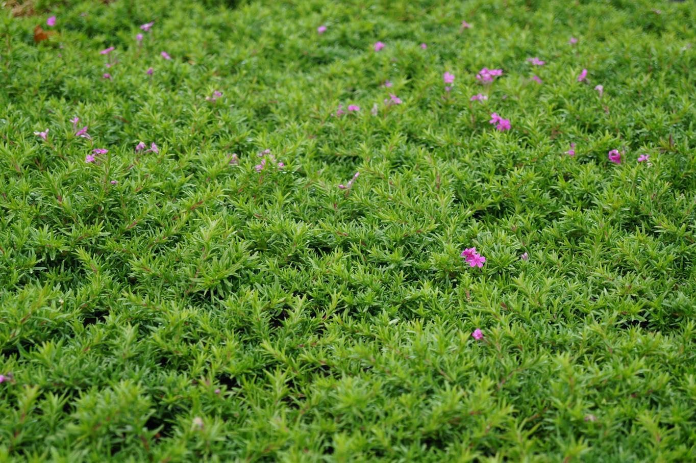 Phlox subulata 'Zwergenteppich' / Zwerg Polster-Phlox