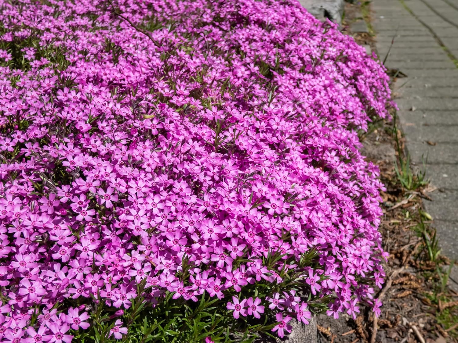 Phlox subulata 'Zwergenteppich' / Zwerg Polster-Phlox